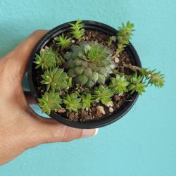 Clustering Succulent Plant Sempervivum 