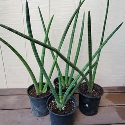 Cylindrical Sansaveria Plant