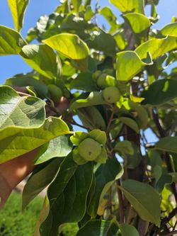 $165 FUYU PERSIMMON 🌿 6 to 7 feet tall