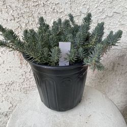1 Gallon Pot Succulent Plant - Sedum Sediforme - Turquoise Tails - Rooted & Established Plant - Drought Resistant 🪴
