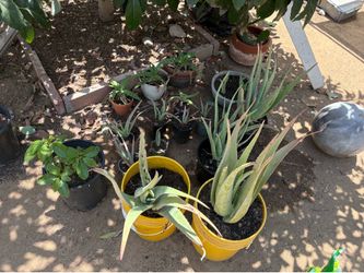 Aloe Vera plant