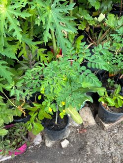 Papaya guamuchil duraznos higo nispero