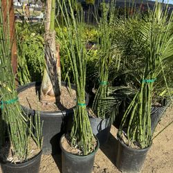 Equisetum hyemale Horsetail Plant 