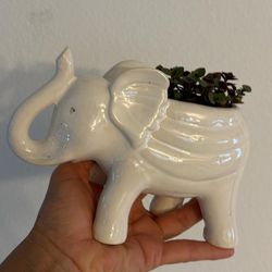 Small Ceramic Decorative Elephant Pot With A Real Plant