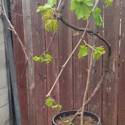 Very Mature 🍇 Grape