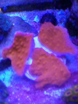Montipora Setosa
