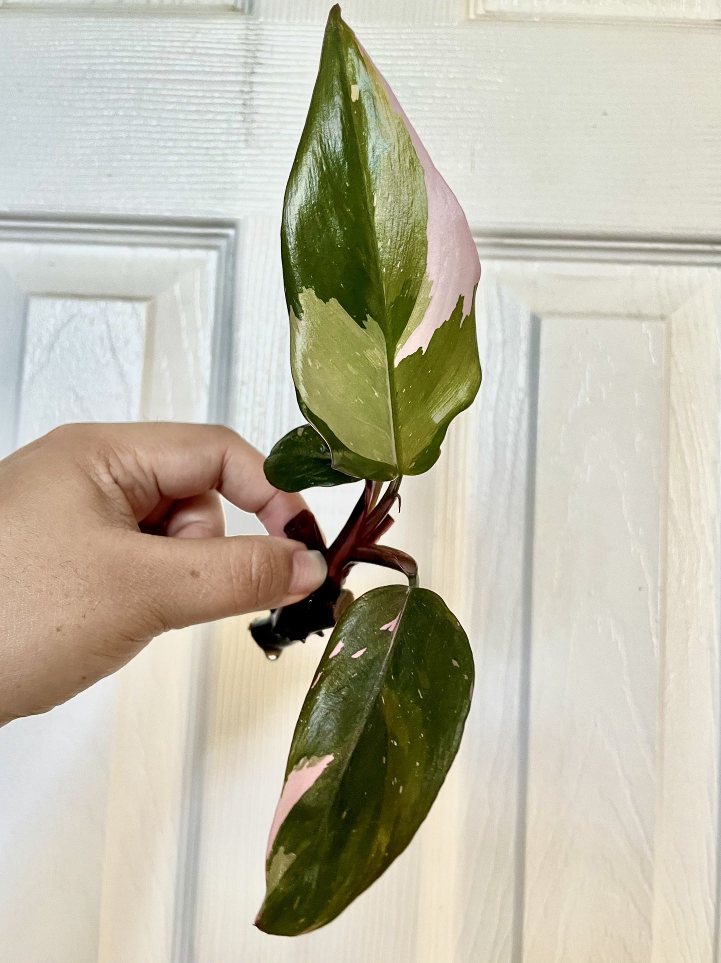 Rare Plant Pink Princess Philodendron (PPP)