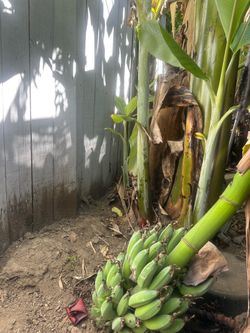 Banana tree
