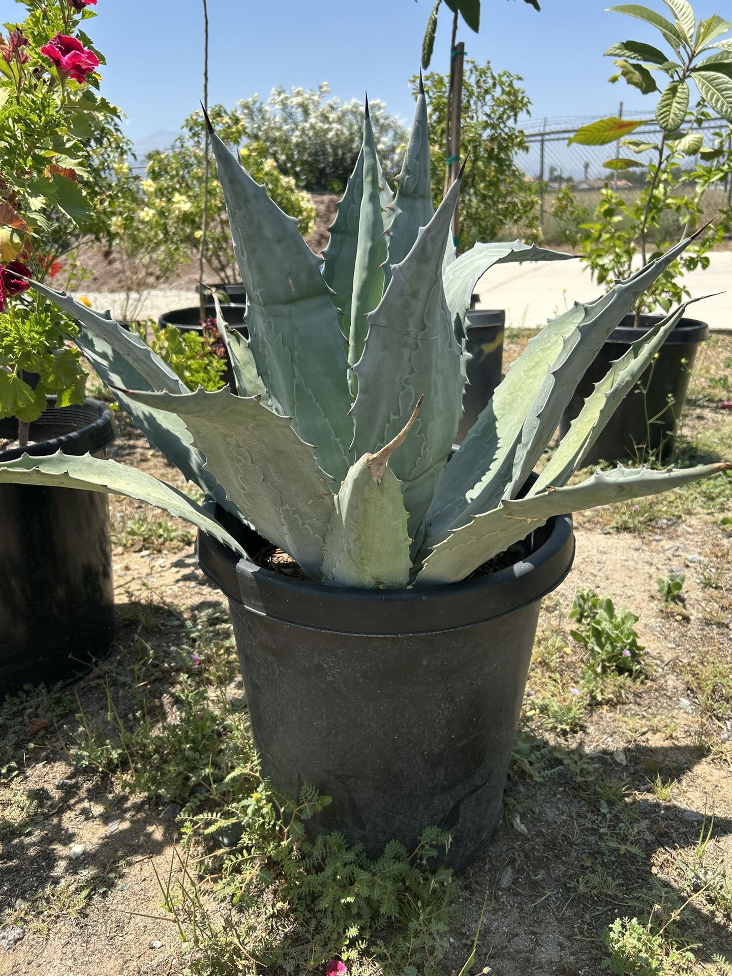 Maguey