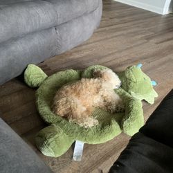 Bishon Poodle