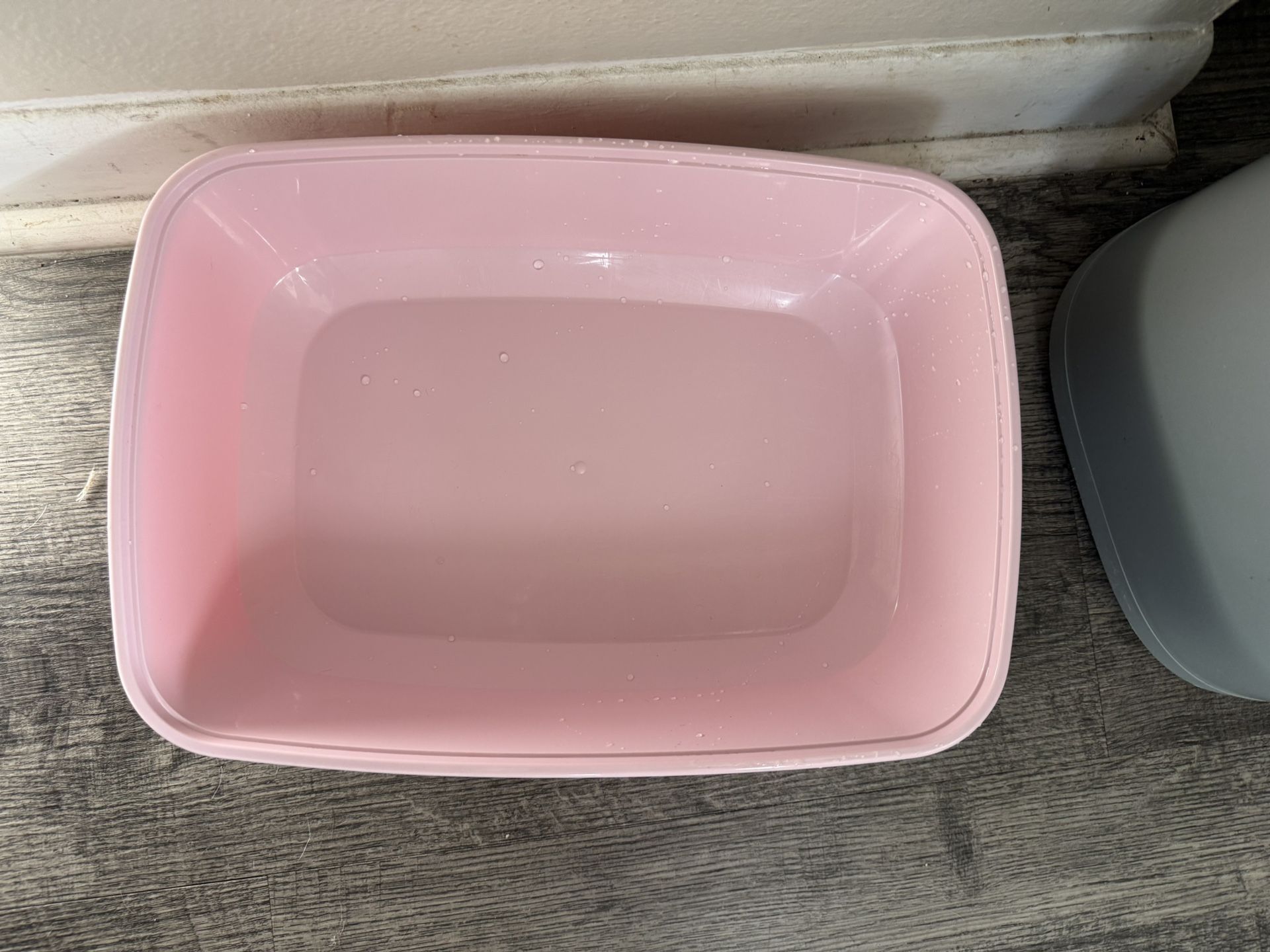 Cat Kitten Litter Box