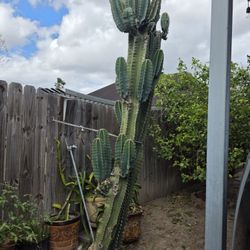 Apple cactus,  triangular cactus cutting and aloe vera plants 3/$10.

Pick up in Harlingen, I live near Walmart
Antiques and Telephones 