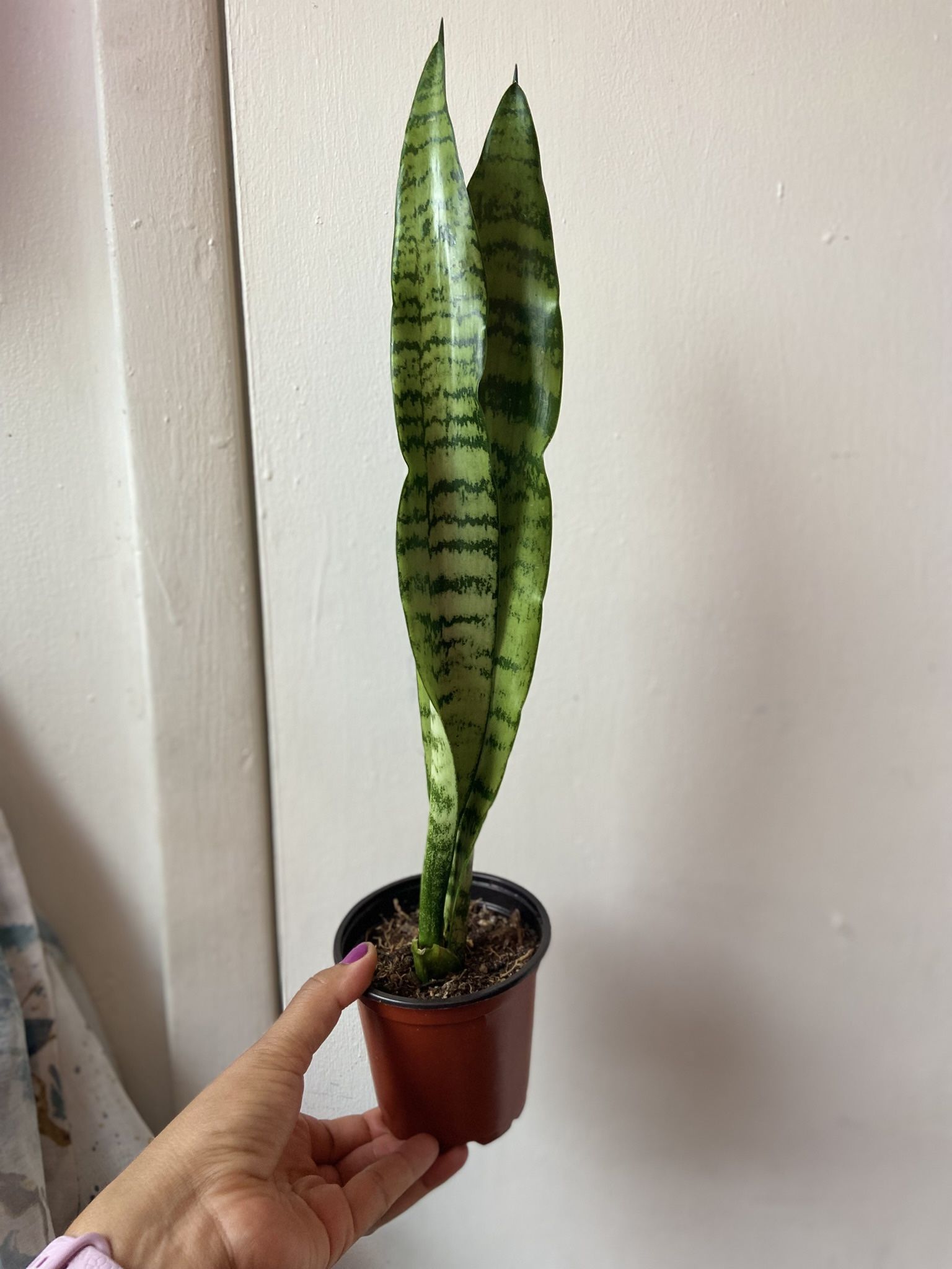 Snake Plant Read Description 👇