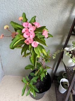 Large  crown of thorns plant