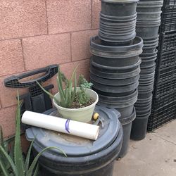 Plants Buckets Plantas Potts Available for sale