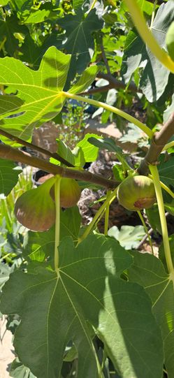 Brown Turkey Fig cuttings unrooted.
