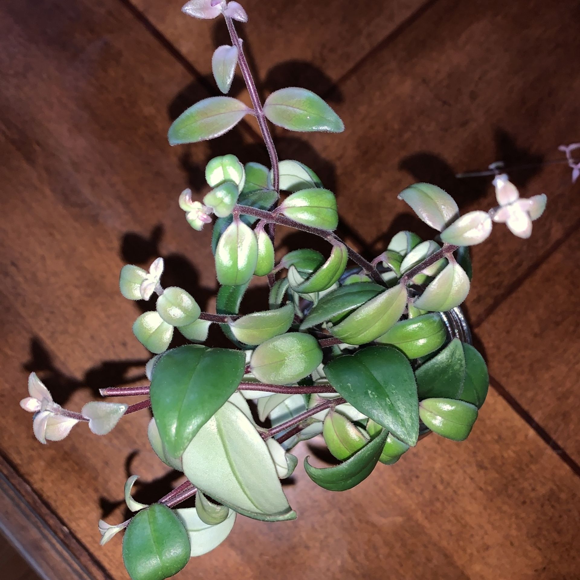 Variegated String Of Hearts Plant