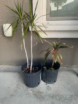 Plants