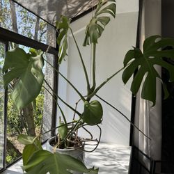 Monstera Plant with Planter