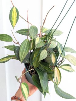 Hoya Macrophylla Inner Variegated Pot of Gold Plant 6" Pot - Indoor House Plants