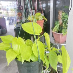 Neon Lime Philodendron Pothos Plant