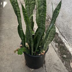 Sansevieria Plant