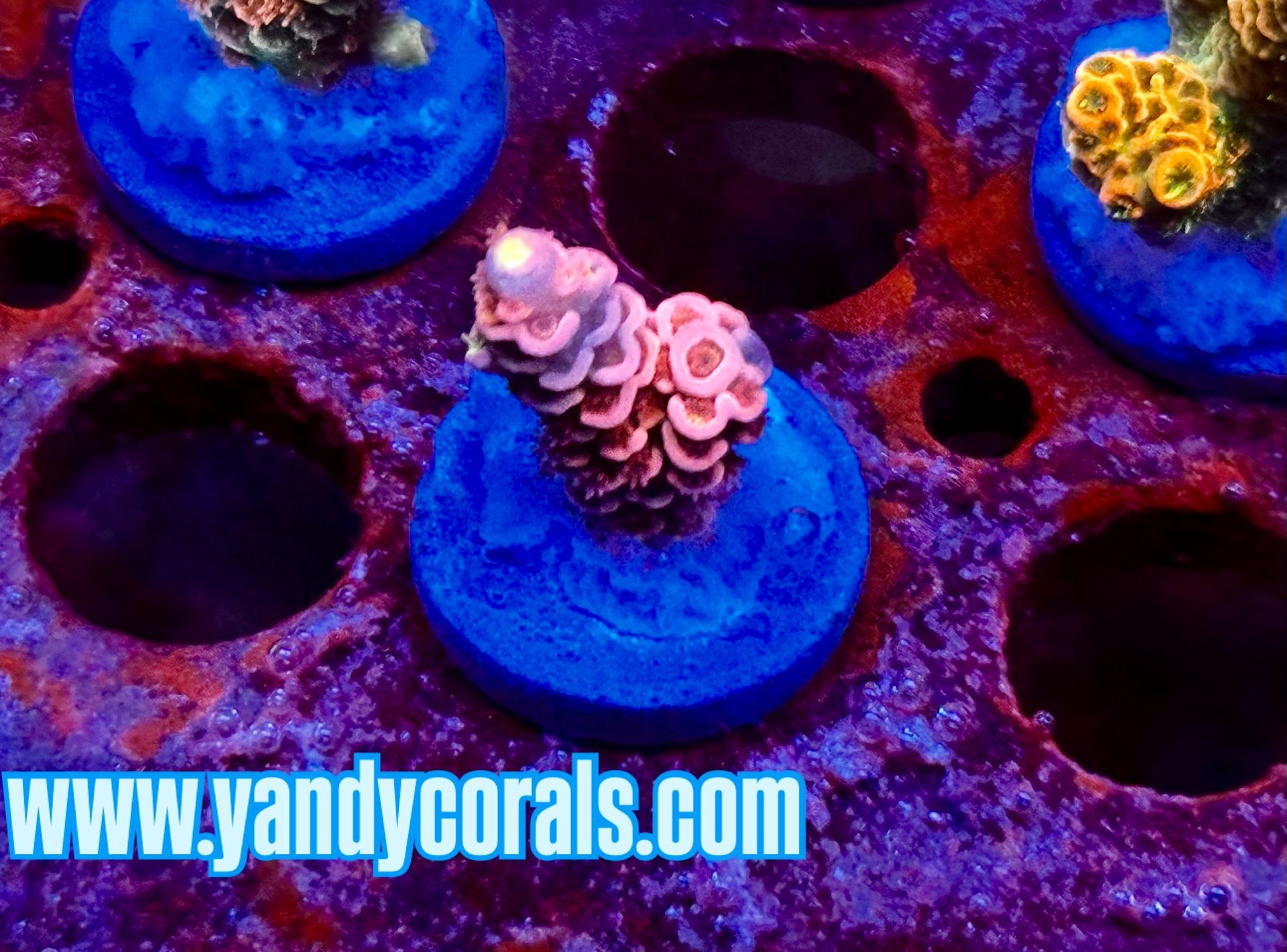Ceramic Decoration SPS frags, OG Mushroom