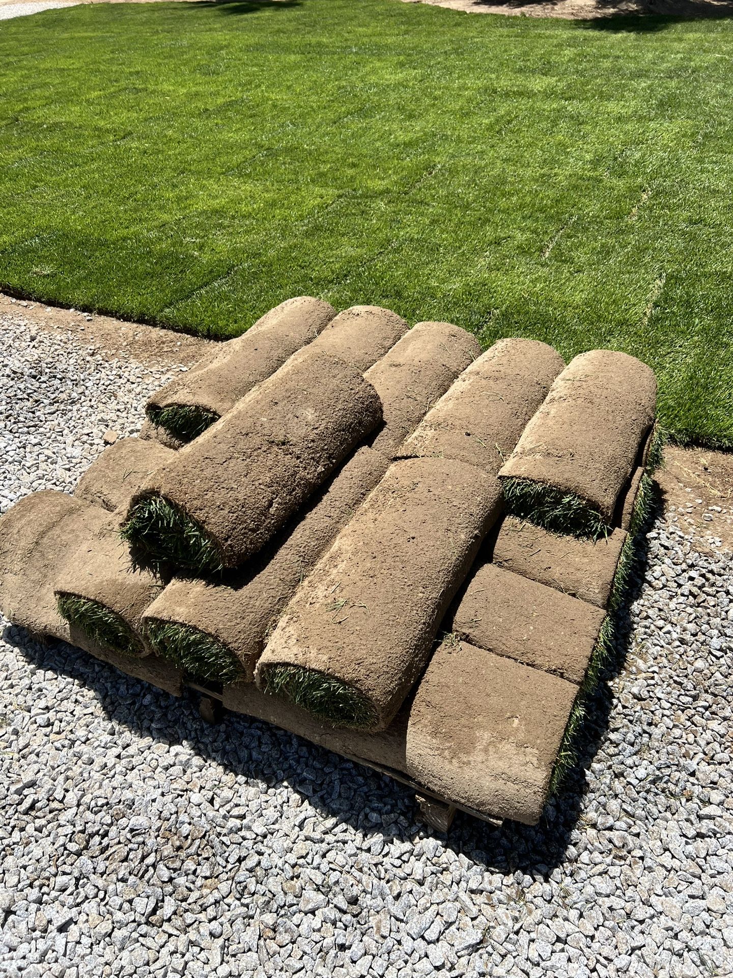 Fescue Grass