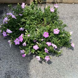XL wave petunia hanging basket