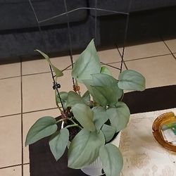 Scindapsus Platinum Plant 