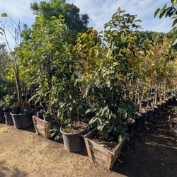 Arbol de Aguacate Hass 24'