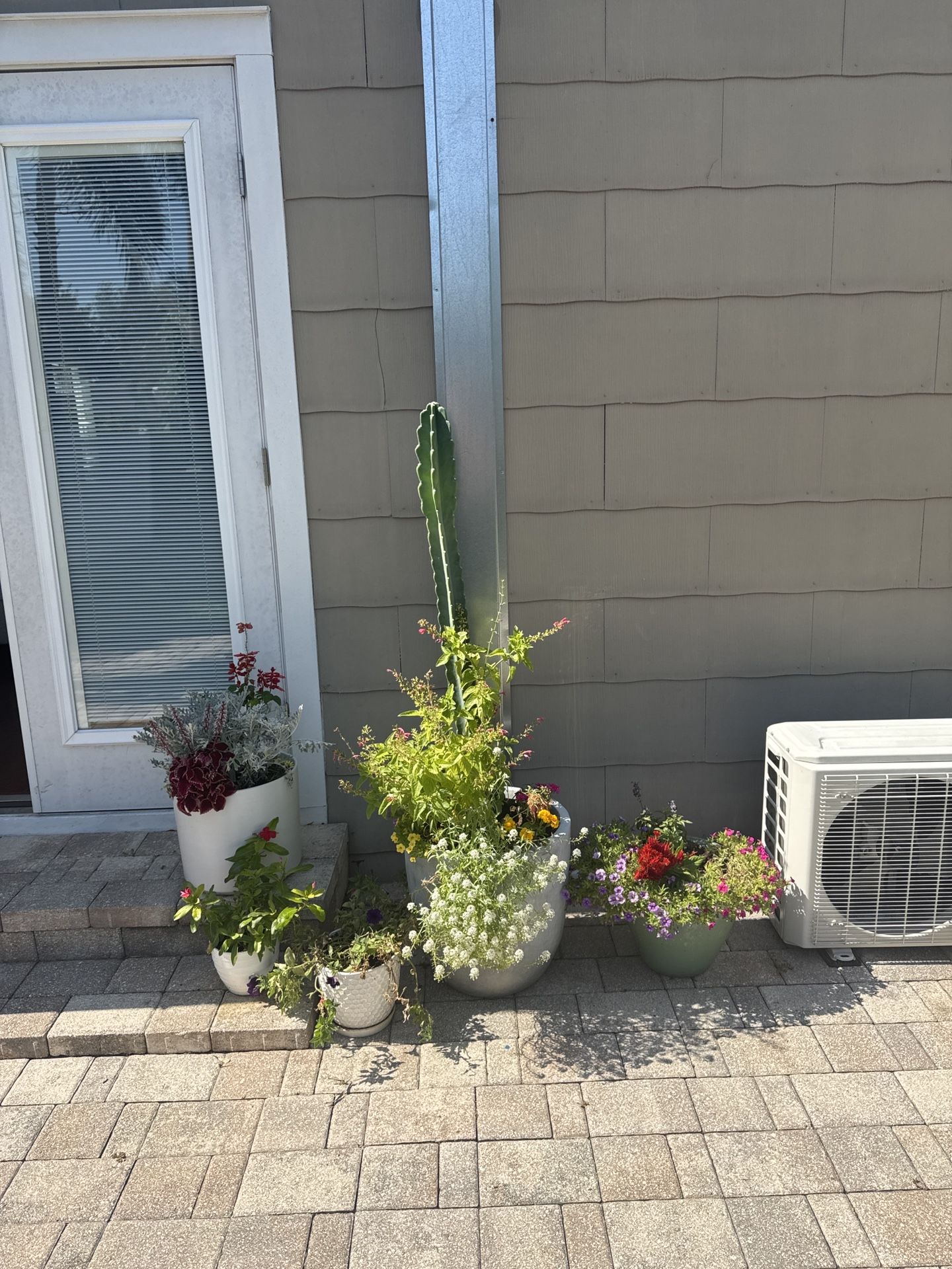 Tall Cactus And Flowers In Modern Concrete Planter
