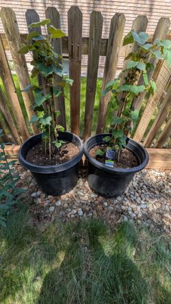 Eastern Concord Grape Vines