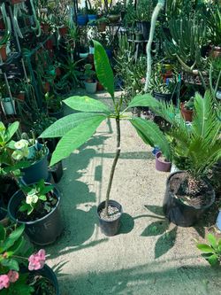 Plumeria