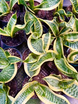 Plants (4”pot🌿Sansevieria “Twisted Sister” )