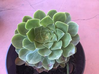 Medium succulent Echeverri plant