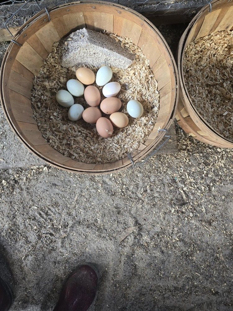 Fresh Eggs