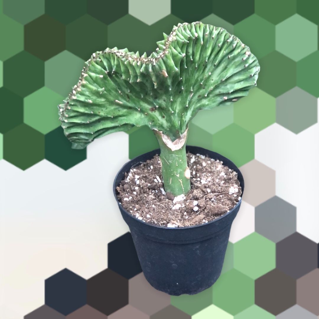 🪴Mermaid Tail (Crested Senecio vitalis and Euphorbia lactea ‘Cristata)🪴