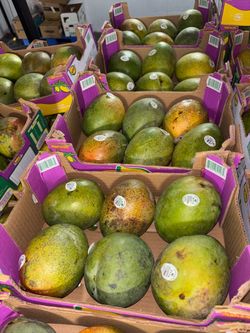 Keitt mangos 6 count case