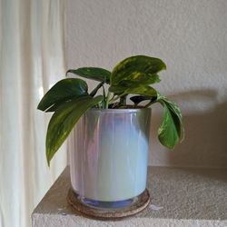 Healthy Beautiful Indoor Plant ( Pothos)