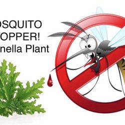 $10 Live plant Citronella Plant Mosquito Repellent 