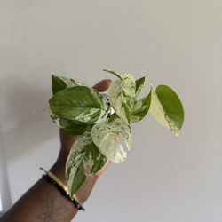 Epipremnum Marble 
