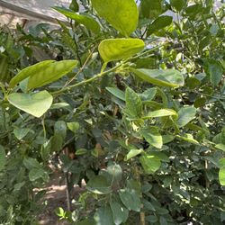 Mexican Green Limon 🍋‍🟩