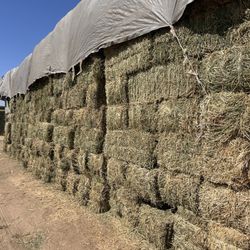 4 Cut Alfalfa/ 4 Corte Alfalfa 