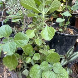 Oregano Mexicano