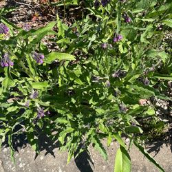 Comfrey! 
