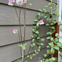 Beautiful Pink-White Aquilegia Perennial Plant Attracts Humming Birds.