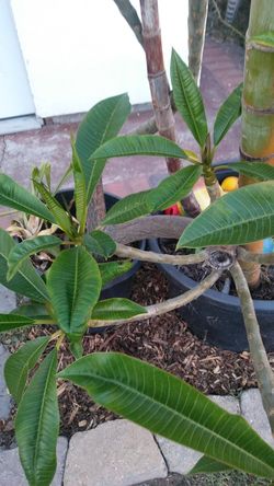 Plumeria tropical plant Plumerias
