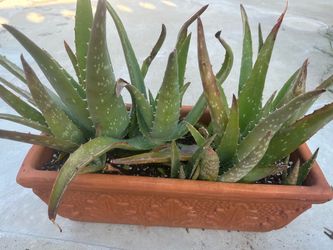 Aloe Vera plants