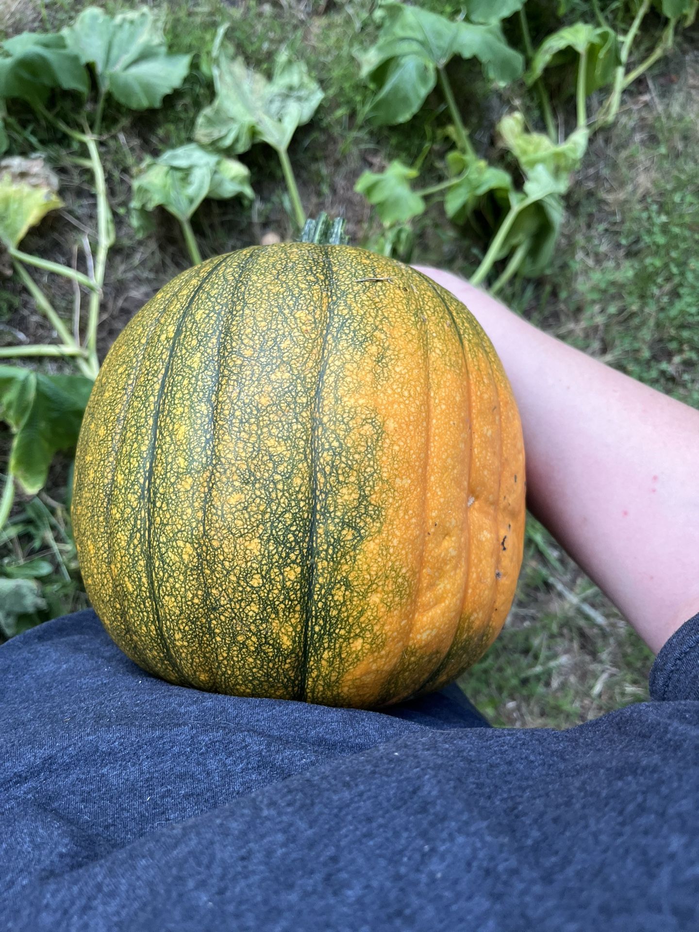 Pumpkin